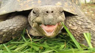 Tortoise And Turtle Sounds - Noises