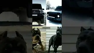 #pitbull