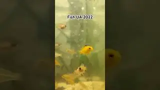 Мальки цихлид