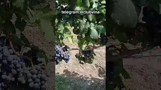 Аликант Буше сорт винограда 🍇 🍷 #виноделие #виноград