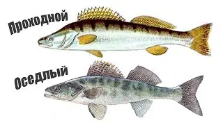 У Судака на самом деле 2 вида, проходной и оседлый. В чем разница?