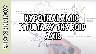 Hypothalamic Pituitary Thyroid Axis (regulation, TRH, TSH, thyroid hormones T3 and T4)