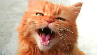 Billi Ka Awaaz | Billi Ki Awaaz | Bille ki Awaj | Voice of cat | बिल्ली की आवाज | Cat Angry Sound