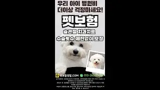 펫보험 1등 설계사 더이상 손해 보지말고 무료 상담 받으세요 :)