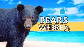 Living with Florida Black Bears?!?! 🐻🍿 Coming soon to the 🎥 big screen!