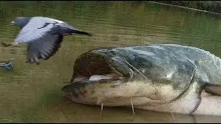 Catfish VS Pigeon New Amazing Footage by Catfish World