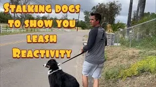 Training a dog to not be reactive on leash