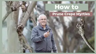 How To Prune Crepe Myrtles | The Greenery Garden & Home