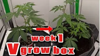 BENIFITS OF LST , TOPPING , SUPERCROPPING EARLY IN SMALL SPACE , V GROW BOX