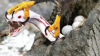 This is What the Most Dangerous Bird in the World Can Do