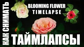 Как снимать цветы в таймлапсе для стоков - Timelapse Blooming Flowers - Мой опыт видеостокера