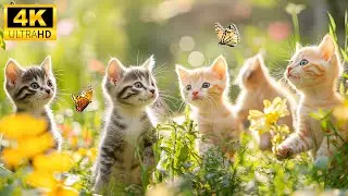 Young Animals 4K - Soft Melodies In The Beautiful Young Animal World Are Amazing With Relaxing Music