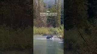 Spotting a Grizzly Bear in British Columbia, Canada #travel