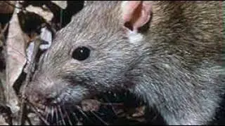 Rat | Wikipedia audio article