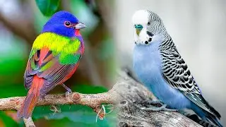 The Most Popular PET BIRD Breeds 🐦