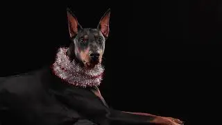 Dobermans Photography #dogs