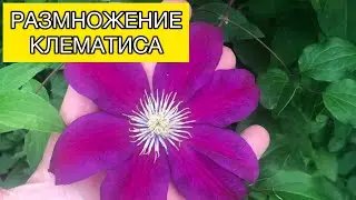 Размножение клематиса | САДОВЫЕ ДЕЛА 