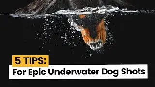 5 Tips for Epic Underwater Dog Shots | Treat Bobbing Creative Dog Photography