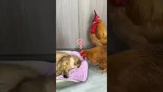 New Funny ANIMALS Videos 😂 Funniest Cats😻 and Dogs🐶_Try not to laugh