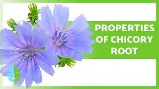 Chicory Root Benefits 💚  Benefits, Uses & Side Effects Explained