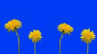 Flowers Blooming Blue Screen Chroma Key Grunge Aesthetic