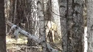 Косули самец с рожками в бархате и самка 25.04.2021