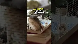 This Dog decided to Cuddle the Bunnies 😍 #animals #love #shorts
