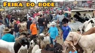 FEIRA DO BODE DE CAMPINA GRANDE PB 13/11/2024