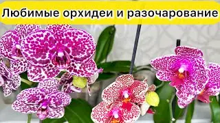 Орхидея ДИКИЙ Кот, орхидея СЕЗАМ и орхидея ИНТРИГА Разочарование и радость от орхидеи