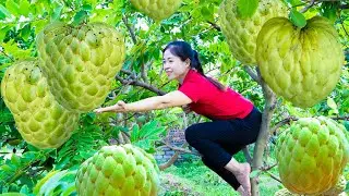 Harvest Custard Apple & Goes To Market Sell | Harvesting And Cooking | Lý Song Ca