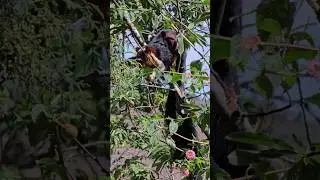 Malabar Giant Squirrel in Meghamalai 