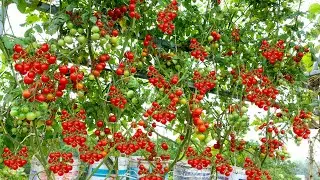 Unique idea, reverse cherry tomatoes, harvest thousands of fruits