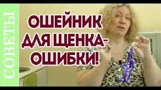 Поводок для щенка. Как выбрать ошейник.