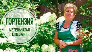 Гортензия метельчатая ЛАЙМЛАЙТ  🌺 Обзор растения и особенности выращивания от эксперта hitsadTV