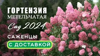 Гортензия метельчатая 2024. Обзор наших саженцев