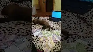 Няшный котик тащится ))