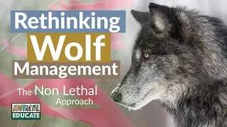 Rethinking Wolf Management - Non-Lethal Alternatives and the Consequences of Killing Wolves 🐺