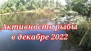 Прогноз клёва рыбы на декабрь 2022 лунный календарь рыбалова