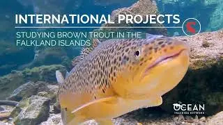 Studying brown trout in the Falkland Islands