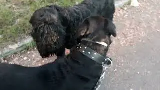 Black Russian Terrier and Rottweiler