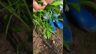 Picking fresh peppers 🌶️#agriculture#rural life#easyfarming#picking #gardening  #farming
