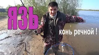 ЯЗЬ ! Конь речной ! Мощные поклёвки язя !