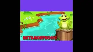 Amphibian Song (short version)