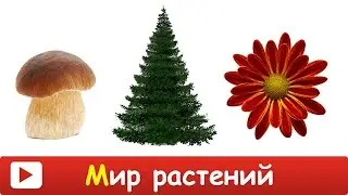 Развивающие мультики - МИР РАСТЕНИЙ для ДЕТЕЙ. УЧИМ слова. Обучающее ВИДЕО для детей про ПРИРОДУ.