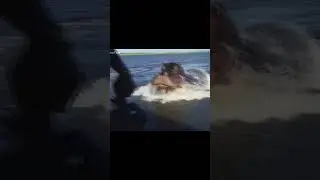 The shark swam to the hippos and regretted it!
