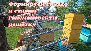 ФОРМИРОВАНИЕ УЛЬЯ ППУ ПЕРЕД ГЛАВНЫМ МЕДОСБОРОМ, СТАВИМ РЕШЁТКУ