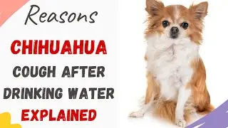 Why Does My Chihuahua Cough After Drinking Water (Explained With Reasons)