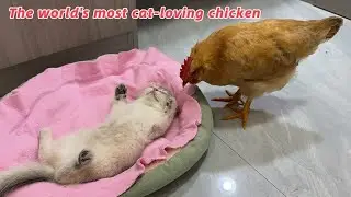 The chicken suspected that the kitten was dead! The chicken was sad and wanted to save the kitten