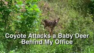 Coyote Attacks Baby Deer and Then This Happened