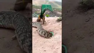 Amazing Snake Trap #snakeinhole #snaketrap #talkingparrot #shorts